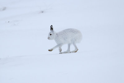 Mountain Hare (Lepus timidus)
