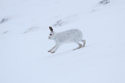 Mountain Hare (Lepus timidus)