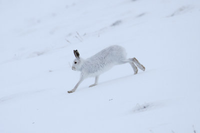 Mountain Hare (Lepus timidus)