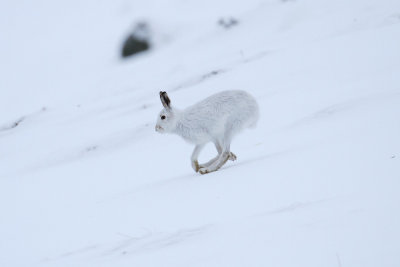 Mountain Hare (Lepus timidus)