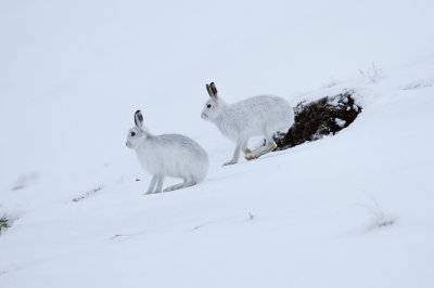 Mountain Hare (Lagopus timidus)