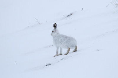 Mountain Hare (Lagopus timidus)