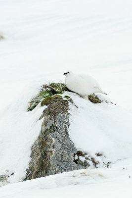 Ptarmigan (Lagopus muta)
