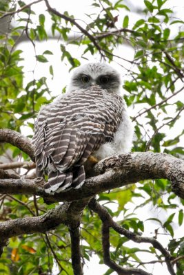 Powerful Owl (Ninox strenua)