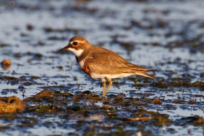 Double-banded Plover (Charadrius bicinctus)