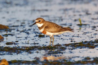 Double-banded Plover (Charadrius bicinctus)