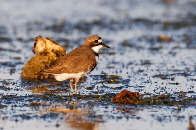 Double-banded Plover (Charadrius bicinctus)