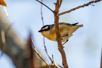 Striated Pardalote (Pardalotus striatus)