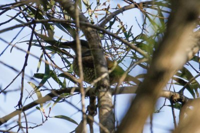 Satin Bowerbird (Ptilonorhynchus violaceus)