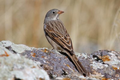 Grey-necked Bunting (Emberiza buchanani)