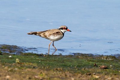 Black-fronted Dotterel (Elseyornis melanops)