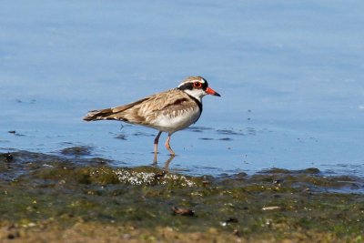 Black-fronted Dotterel (Elseyornis melanops)