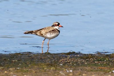 Black-fronted Dotterel (Elseyornis melanops)