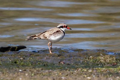 Black-fronted Dotterel (Elseyornis melanops)