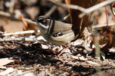 White-browed Scrubwren (Sericornis frontalis)