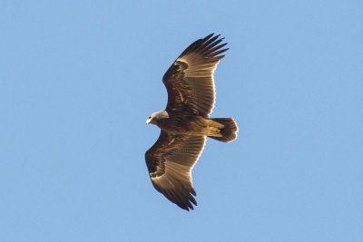 Greater Spotted Eagle (Clanga clanga)