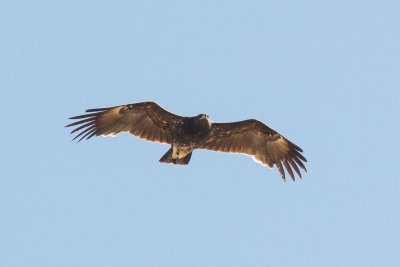 Greater Spotted Eagle (Clanga clanga)