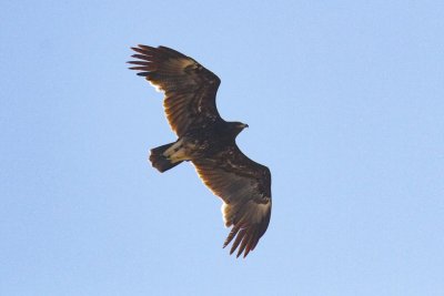 Greater Spotted Eagle (Clanga clanga)