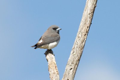 White-breasted Woodswallow (Artamus leucorynchus)