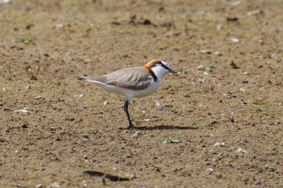 Red-capped Plover (Charadrius ruficapillus)