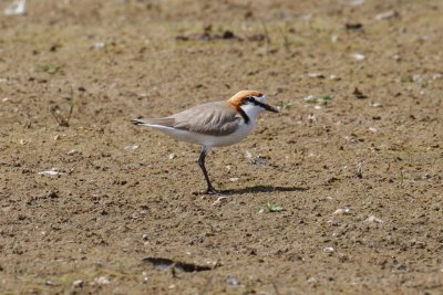 Red-capped Plover (Charadrius ruficapillus)