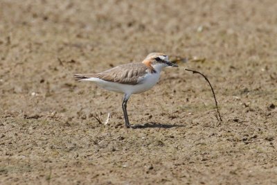 Red-capped Plover (Charadrius ruficapillus)