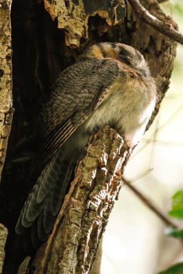 Australian Owlet-nightjar (Aegotheles cristatus)