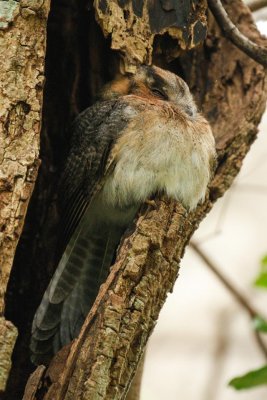 Australian Owlet-nightjar (Aegotheles cristatus)