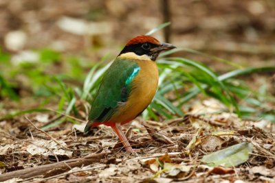 Noisy Pitta (Pitta versicolor)