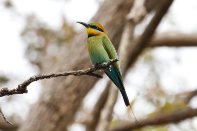 Rainbow Bee-eater _MG_5858.jpg