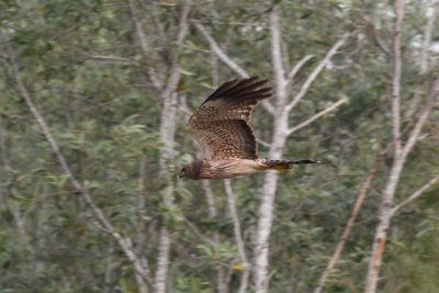 Spotted Harrier (Circus assimilis)