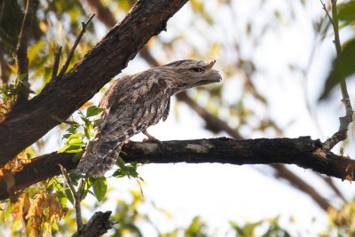 Tawny Frogmouth (Podargus strigoides)