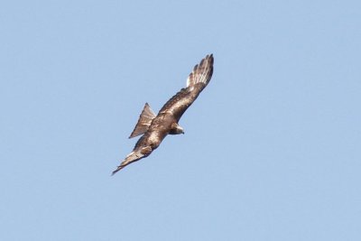 Square-tailed Kite (Lophoictinia isura)