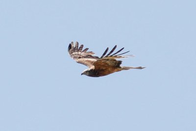 Square-tailed Kite (Lophoictinia isura)