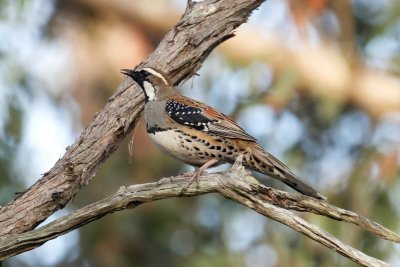 Spotted Quail-thrush (Cinclosoma punctatum)