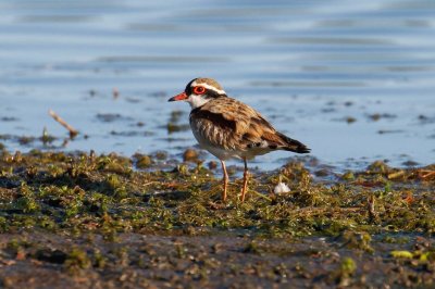 Black-fronted Dotterel (Elseyornis melanops)