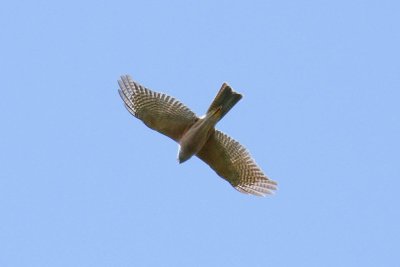 Collared Sparrowhawk (Accipiter cirrocephalus)