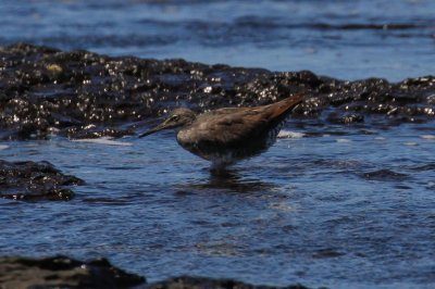 Wandering Tattler (Tringa incana)