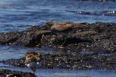 Wandering Tattler (Tringa incana)