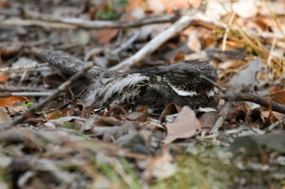 White-throated Nightjar (Eurostopodus mystacalis)