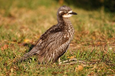 Bush Thick-knee (Burhinus grallarius)