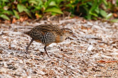 Buff-banded Rail (Gallirallus philippensis)