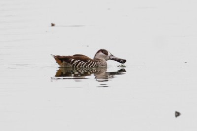 Pink-eared Duck _MG_9140.jpg