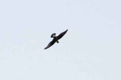 White-throated Needletail (Hirundapus caudacutus)