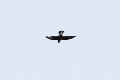 White-throated Needletail (Hirundapus caudacutus)