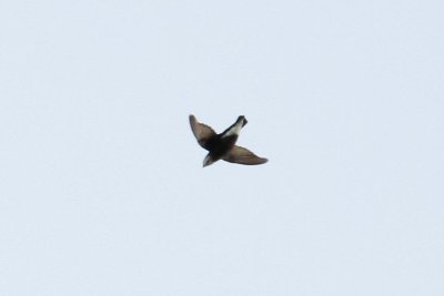 White-throated Needletail (Hirundapus caudacutus)