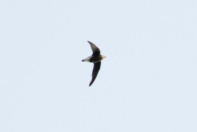 White-throated Needletail (Hirundapus caudacutus)