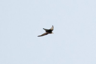 White-throated Needletail (Hirundapus caudacutus)