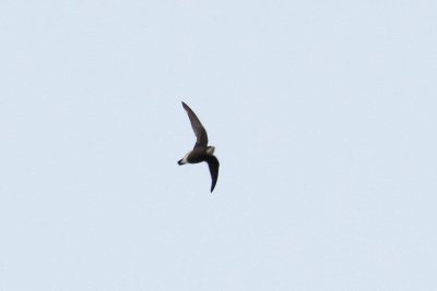 White-throated Needletail (Hirundapus caudacutus)