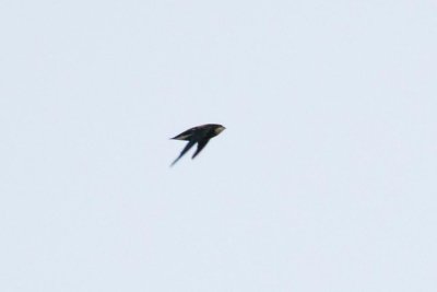 White-throated Needletail (Hirundapus caudacutus)